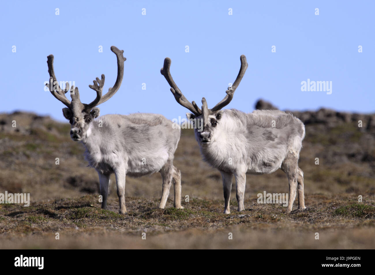 Norvegia,Svalbard,Spitsbergen,Isfjord,Diabasodden,Spitsbergen renne,Rangifer tarandus platyrhynchus, Foto Stock