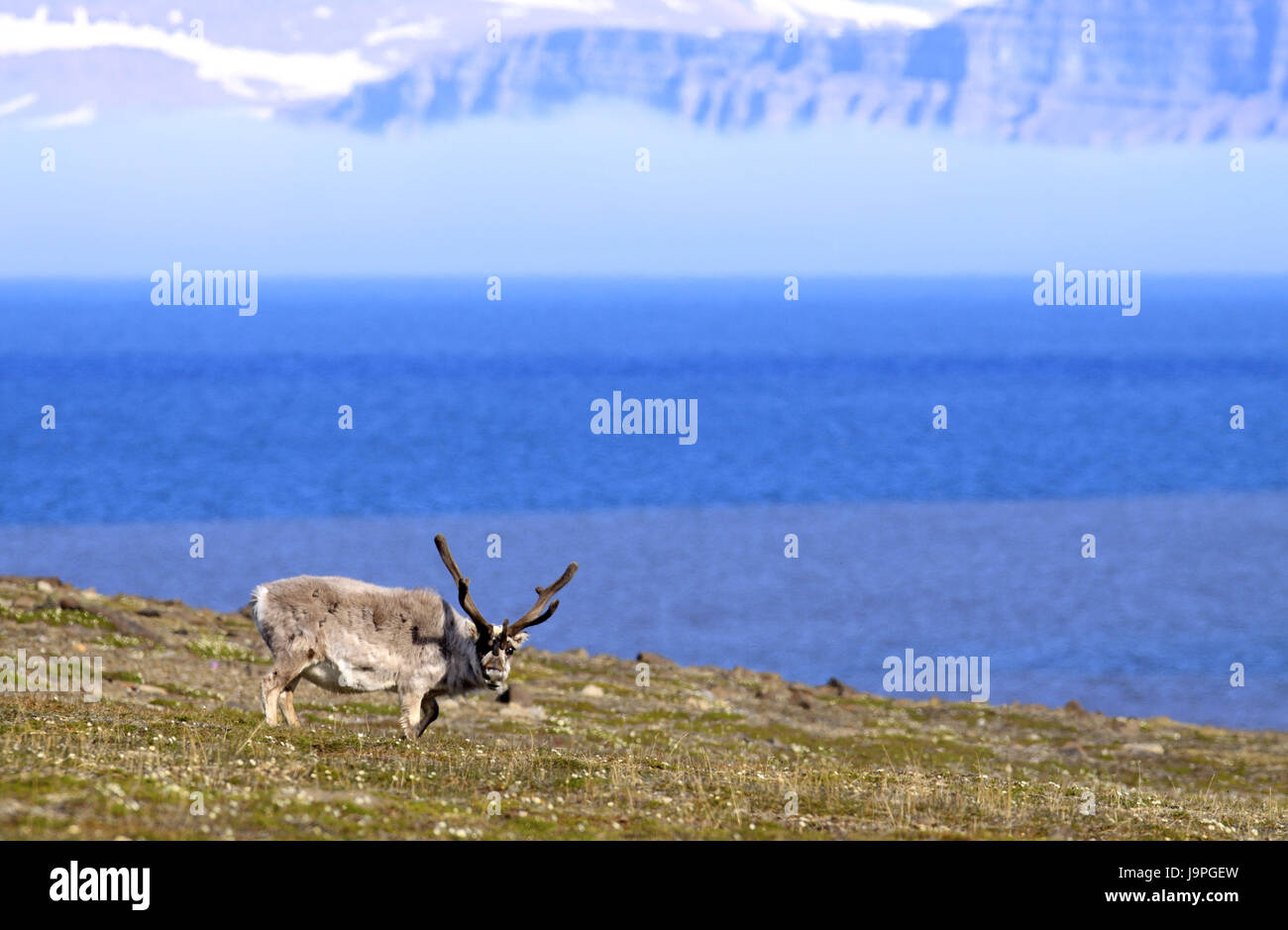 Norvegia,Svalbard,Spitsbergen,Isfjord,Diabasodden,Spitsbergen pensionato,Rangifer tarandus platyrhynchus, Foto Stock