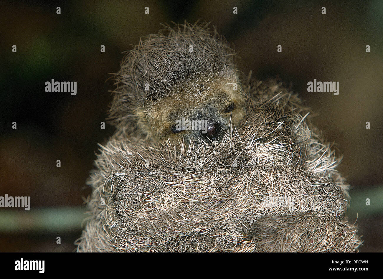 Collare bradipo,Bradypus torquatus,giovane animale,Pantanal,il Brasile, Foto Stock