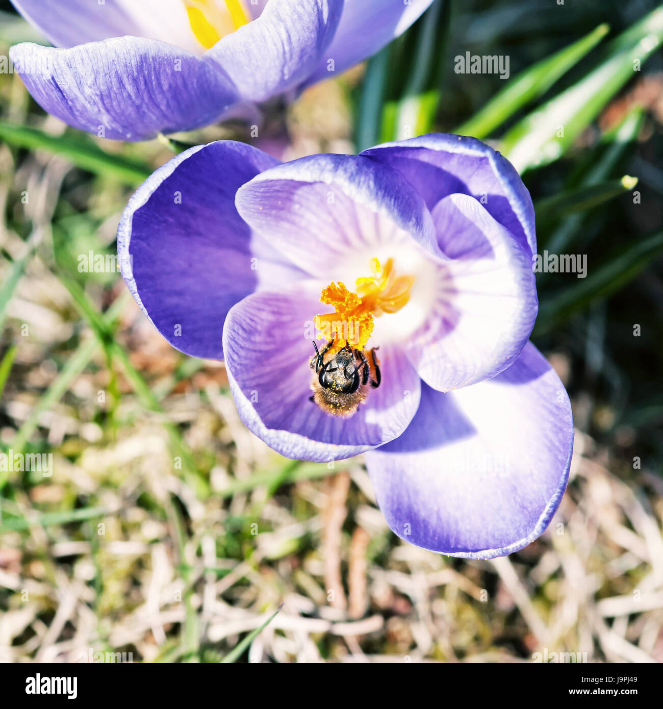 Il miele delle api - Apis mellifera impollina Crocus heuffelianus fiore. Foto di bellezza filtro. Tempo di primavera scena. Foto Stock