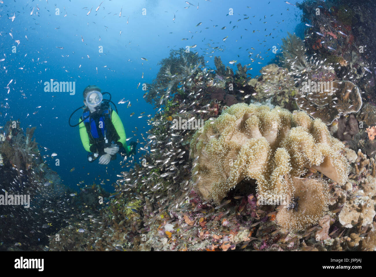 Diver,Coral reef,fungo-palla di cuoio,coral Sarcophyton sp.,Raja Ampat,Papua occidentale,l'Indonesia, Foto Stock