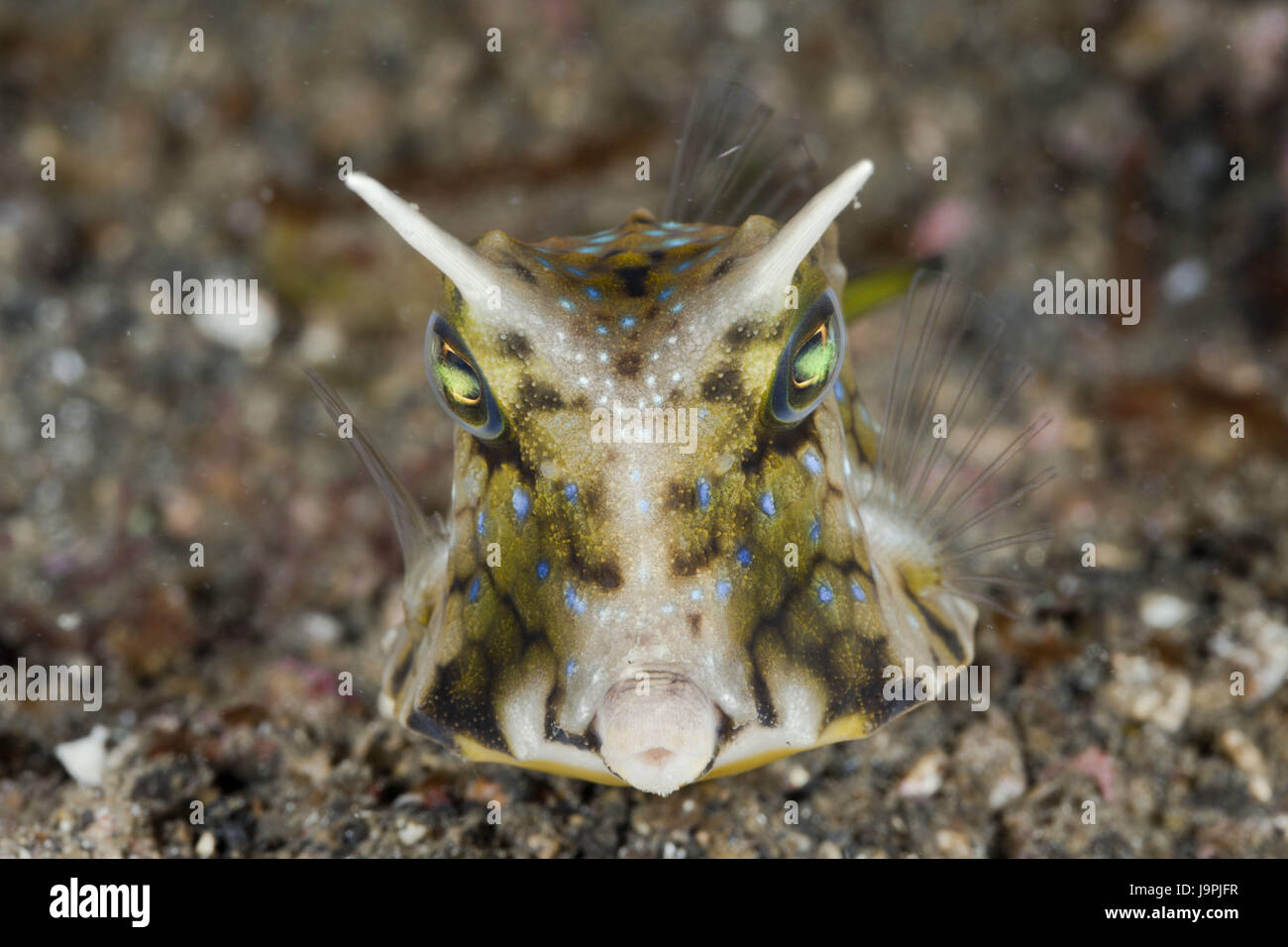 Long Horn valigia pesce,Lactoria cornuta,Lembeh strait,il Nord Sulawesi, Indonesia, Foto Stock