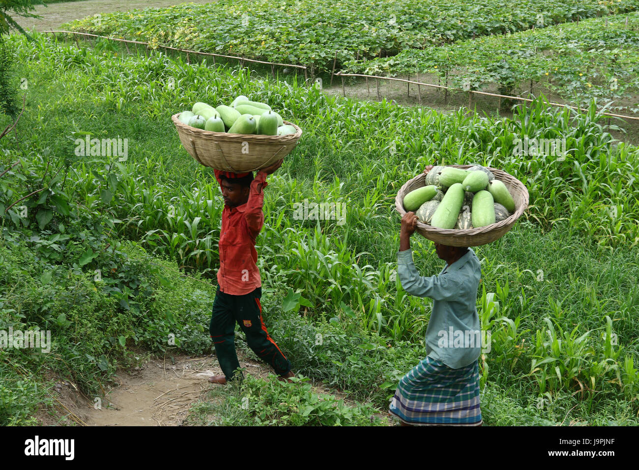 Agricoltore portano cesti sulla testa del vegetale in Dhaka Foto Stock
