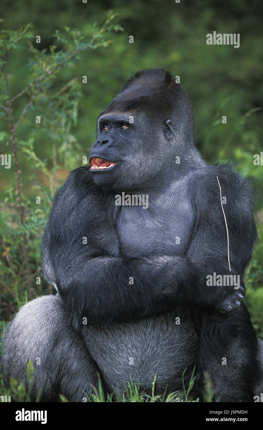 Pianura gorilla,gorilla beringei graueri,piccoli uomini, Foto Stock