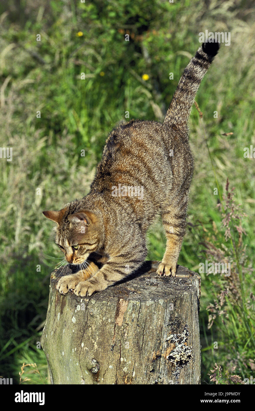 Casa europea cat,brown tabby,tronco,artigli,scratch, Foto Stock