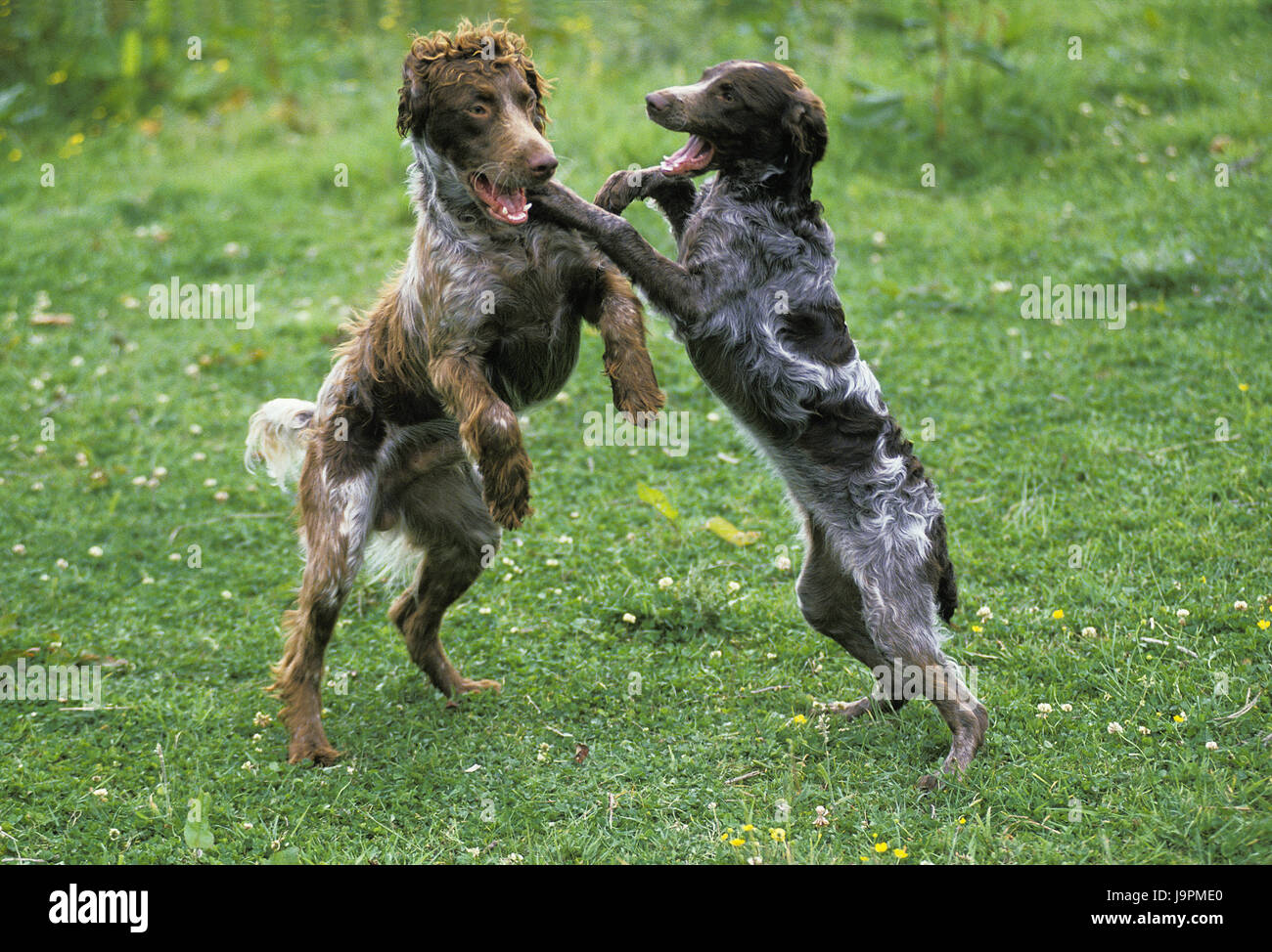 Pont Audemer spaniel,cani,l'erba,gioca, Foto Stock