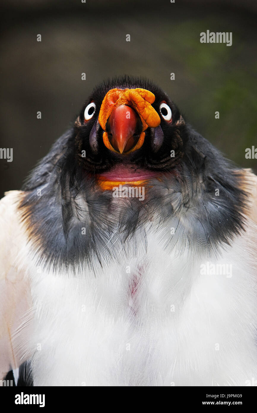 King Vulture,Sarcoramphus papà,ritratto, Foto Stock