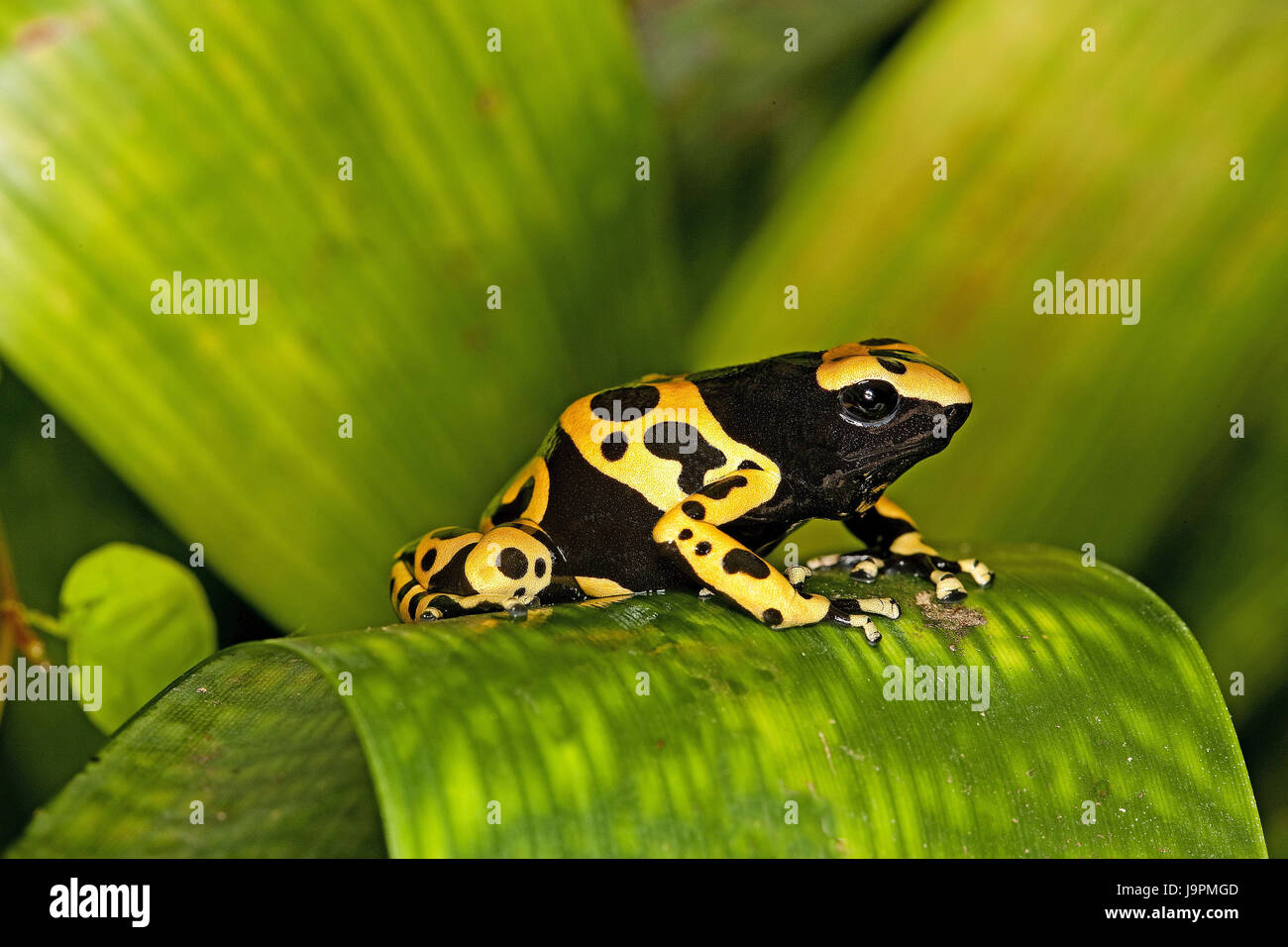 Struttura Gelbgebänderter pit foreman,Dendrobates leucomelas, Foto Stock