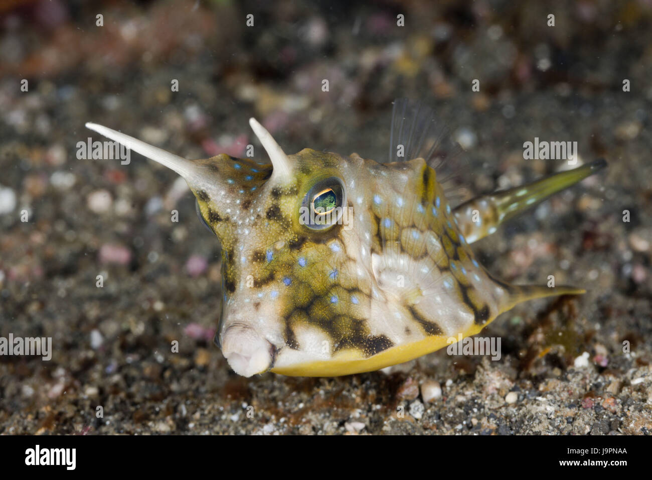 Long Horn valigia pesce,Lactoria cornuta,Lembeh strait,il Nord Sulawesi, Indonesia, Foto Stock