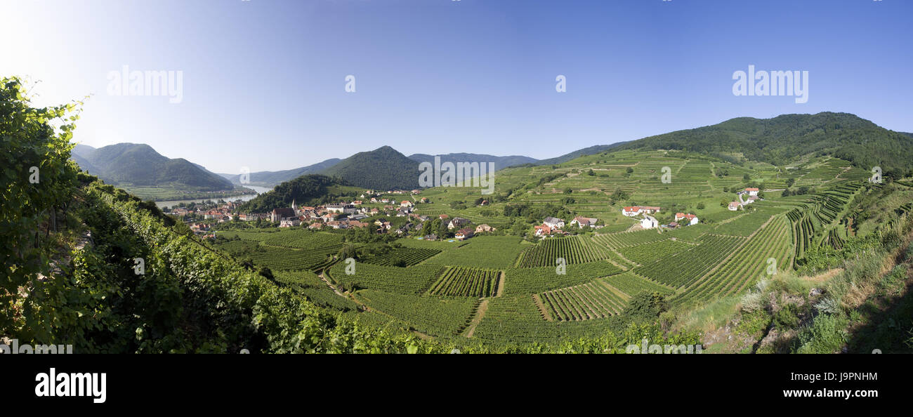Austria,l'Austria inferiore,Wachau,spike,il Danubio,la viticoltura, Foto Stock