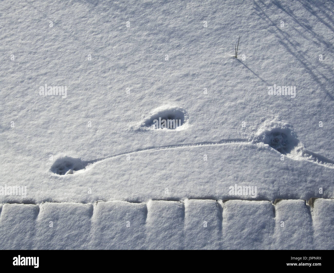 Snow,PAW vie,cordoni,pale di erba,le vie,animale,animale selvatico,orme,PAW impressioni,lo Zoppicare,impressioni,le tracce degli animali,luce,all'ombra,Verwehungen,l'inverno,freddo,nessuno,natura,luce della sera, Foto Stock