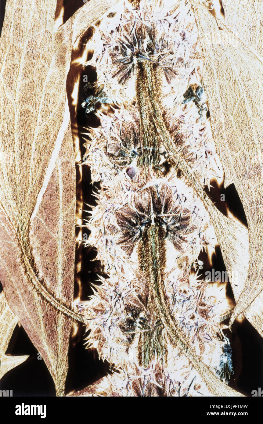 Impianto,blossoms,foglie,registrazione negativo,premuto,dryly,conserva,surreally,icona,natura,crescita, Foto Stock
