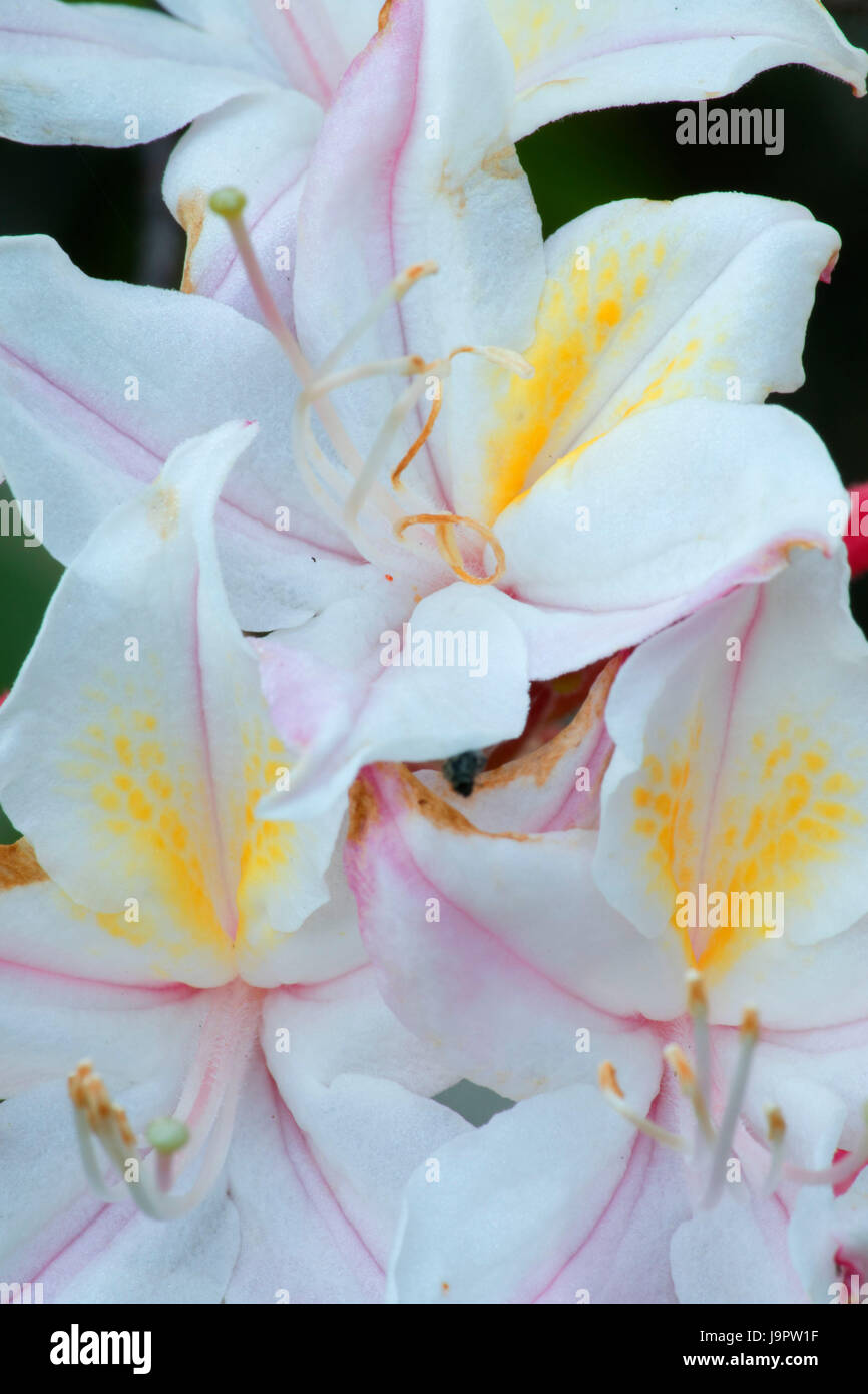 Western azalea lungo Little Falls Trail, Illinois selvatica e Scenic River, Siskiyou National Forest, Oregon Foto Stock