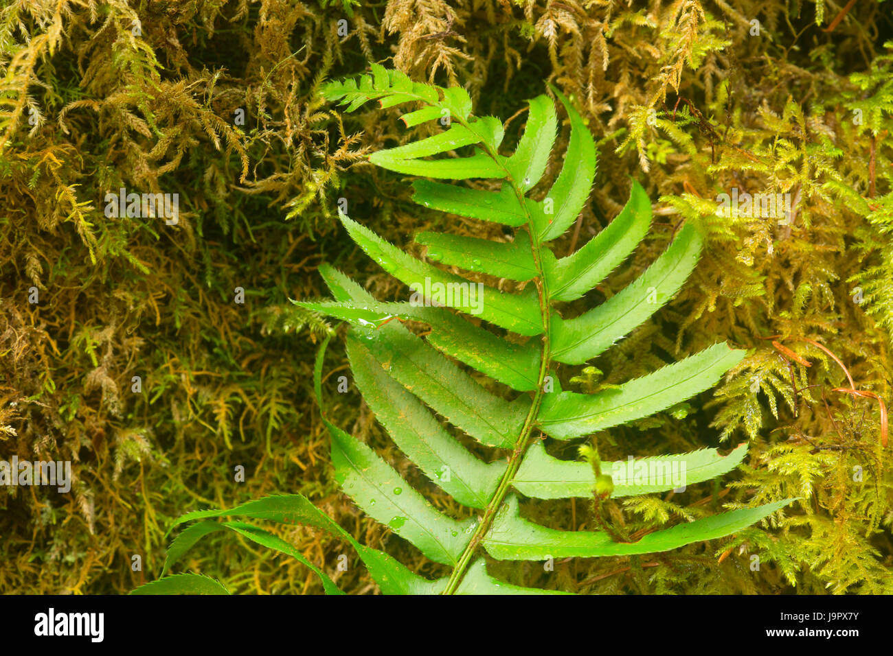 Western spada fern (Polystichum munitum) lungo Soda Creek Falls Trail, oltre il fiume e attraverso i boschi Scenic Byway, Cascadia parco statale, Oregon Foto Stock