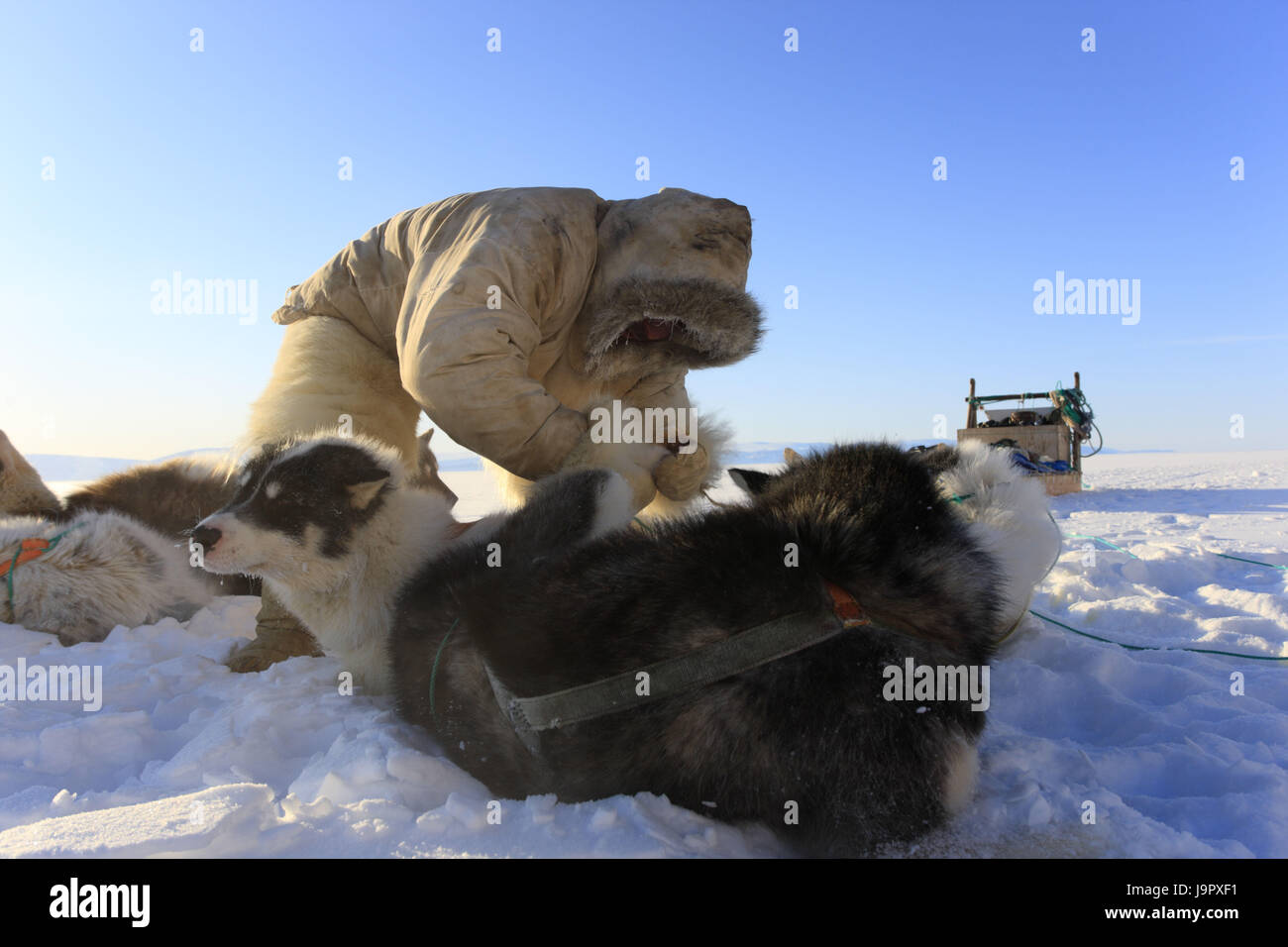 La Groenlandia,Qaanaaq, sled dog motociclo combinazione,l'uomo,Inuit,riposo,zampe controllare,paesaggi, Foto Stock