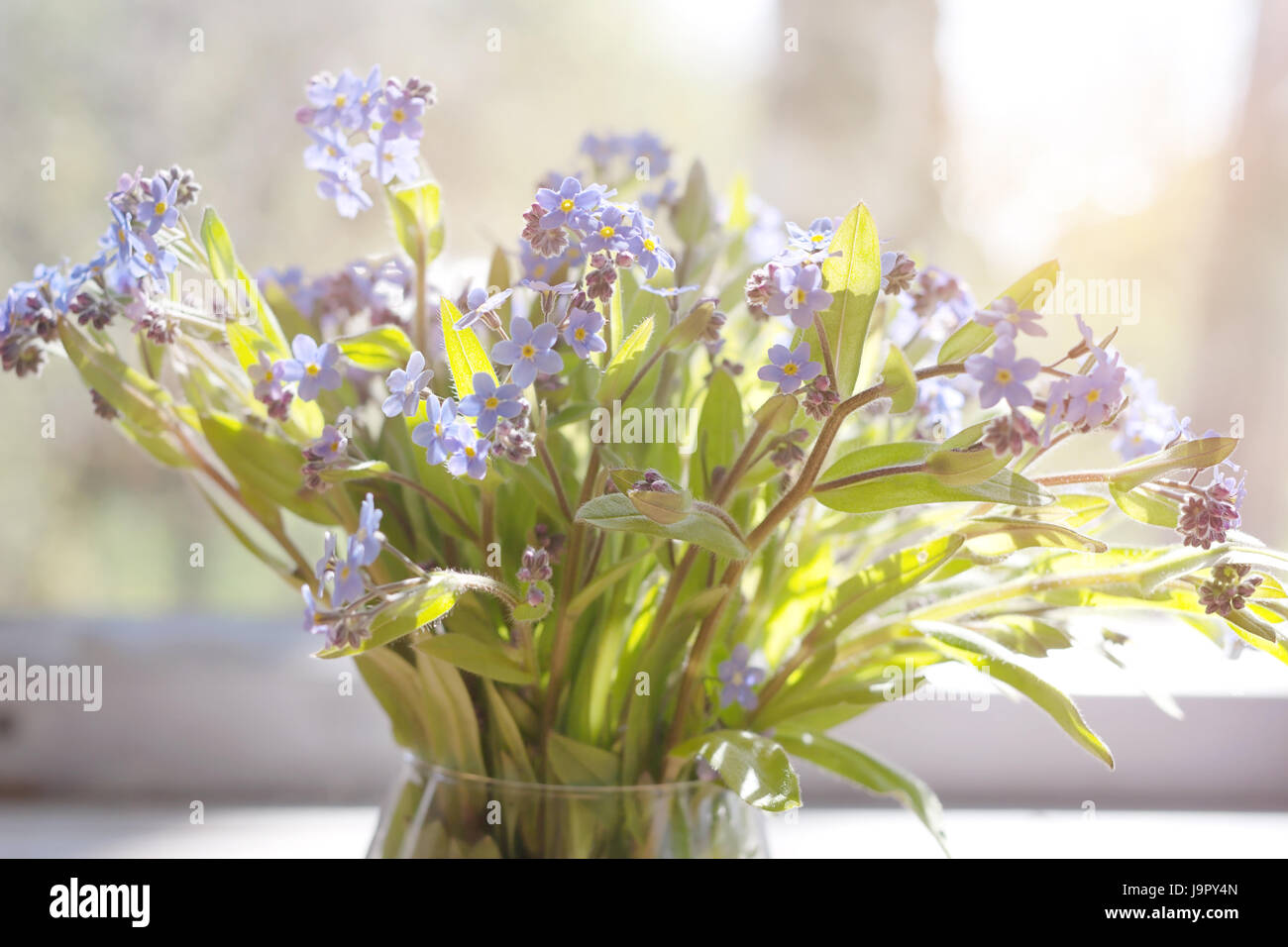 Dimenticare-me-poveri o Myosotis Foto Stock
