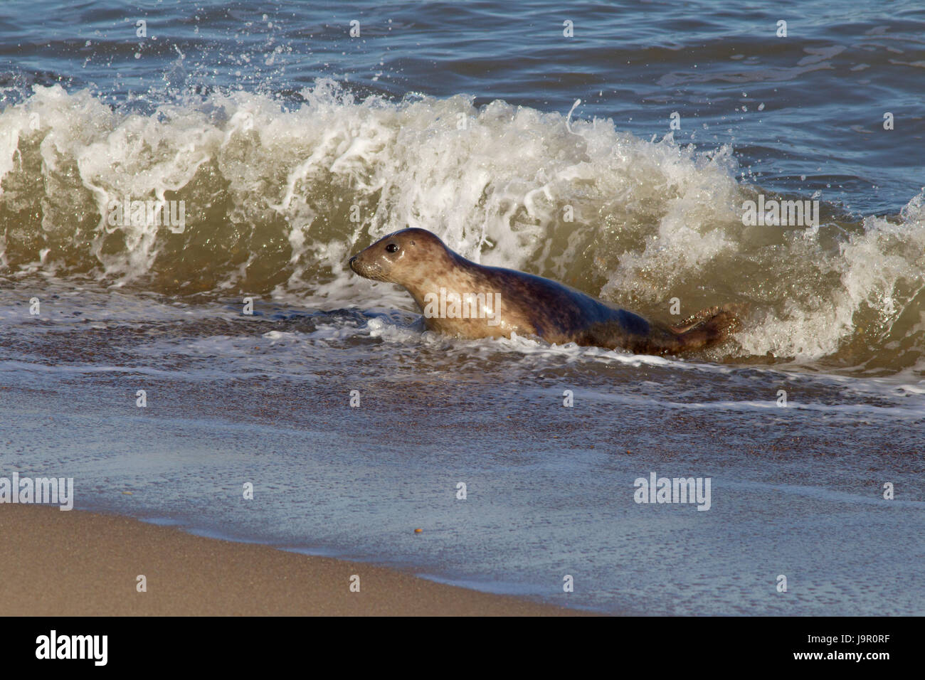 Guarnizione grigio, Halichoerus grypus, singolo femmina adulta che emergono dal mare, Suffolk, Regno Unito Foto Stock