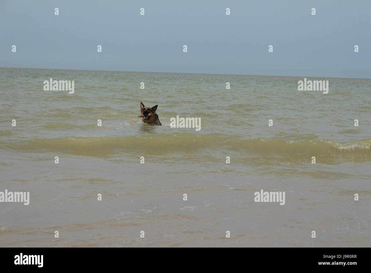 Pastore Tedesco cane indossa un bastone e riproduce in mare Foto Stock