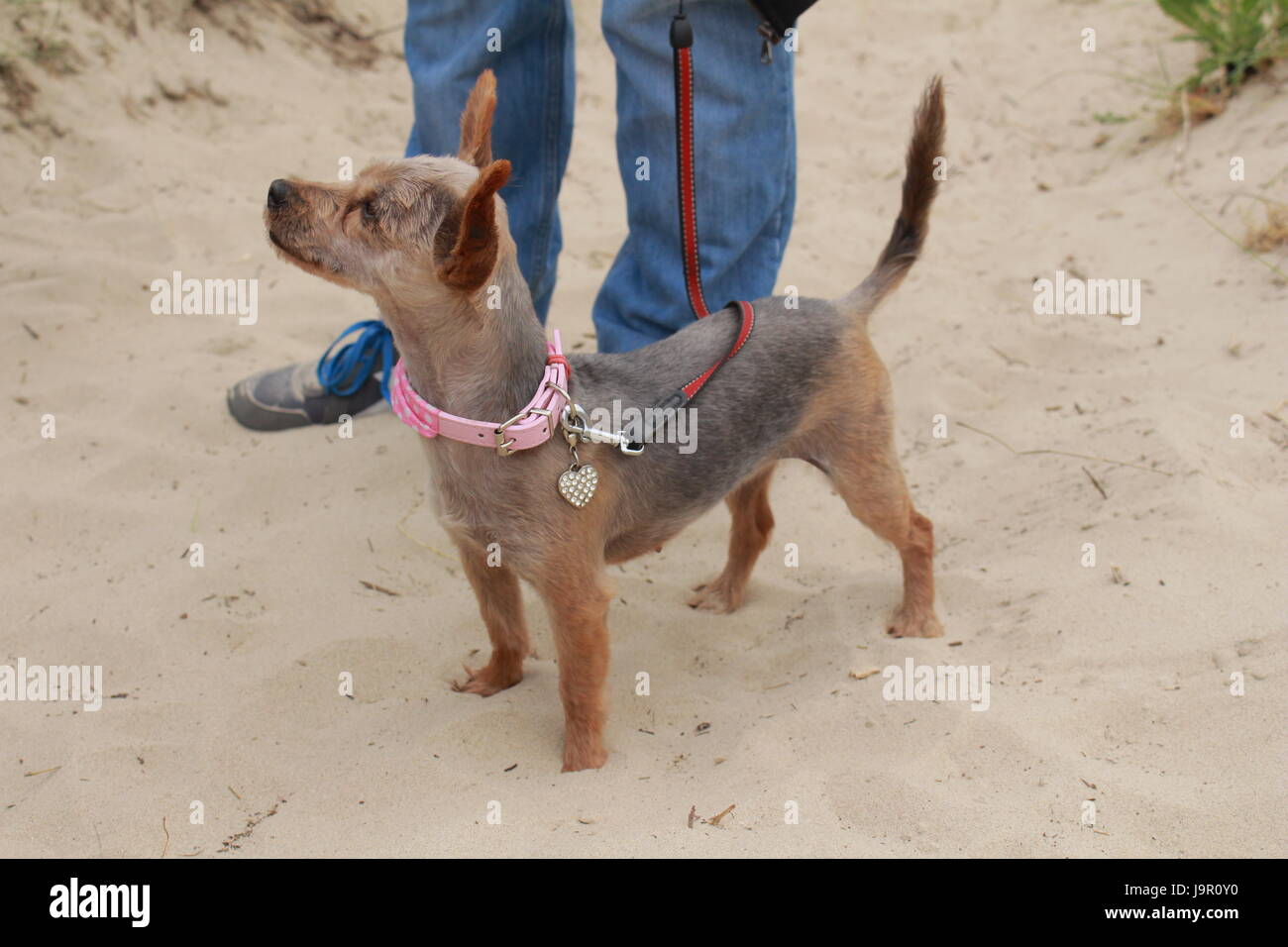 Piccolo yorskhire attraversato cane in piedi accanto al suo maestro Foto Stock