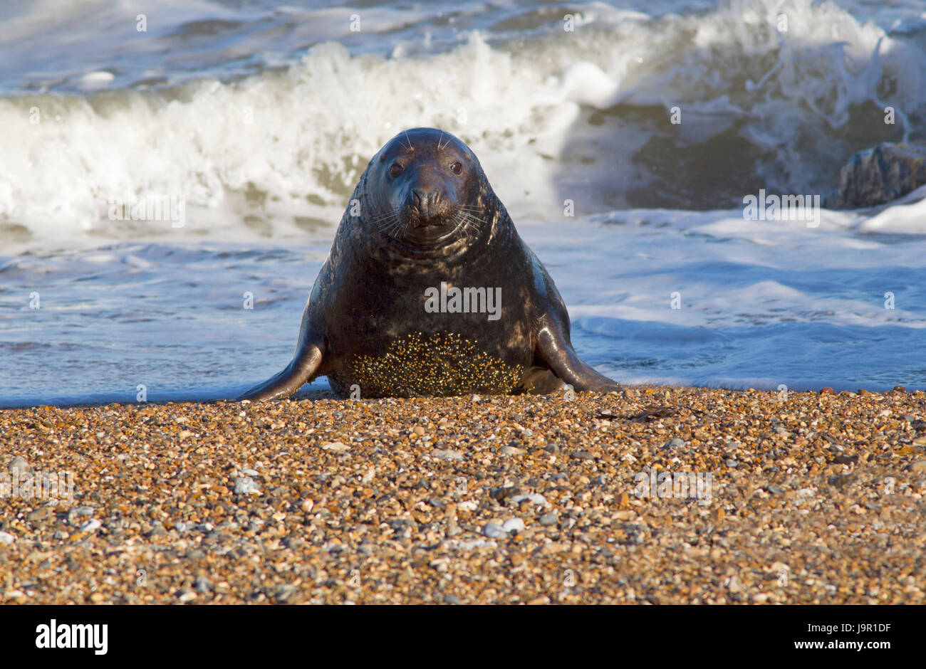 Guarnizione grigio, Halichoerus grypus, singolo maschio adulto che emergono dal mare. Suffolk, Regno Unito Foto Stock