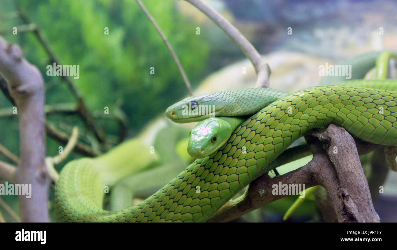 Due serpenti verde su un ramo di albero. Fotografia della fauna selvatica. Foto Stock