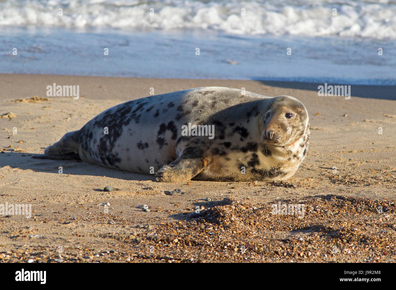 Guarnizione grigio, Halichoerus grypus, singolo femmina adulta in appoggio sulla spiaggia. Suffolk, Regno Unito Foto Stock
