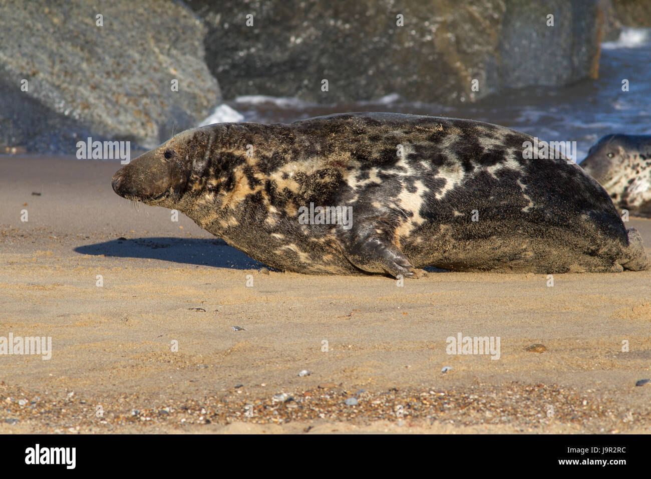 Guarnizione grigio, Halichoerus grypus, singolo femmina adulta in appoggio sulla spiaggia. Suffolk, Regno Unito Foto Stock