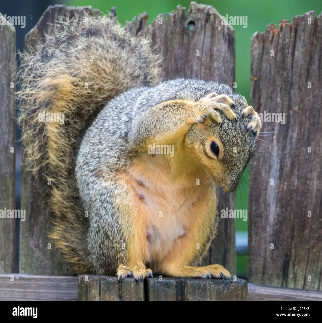 Un simpatico giovane Fox Squirrel la balneazione se stessa sotto la pioggia Foto Stock