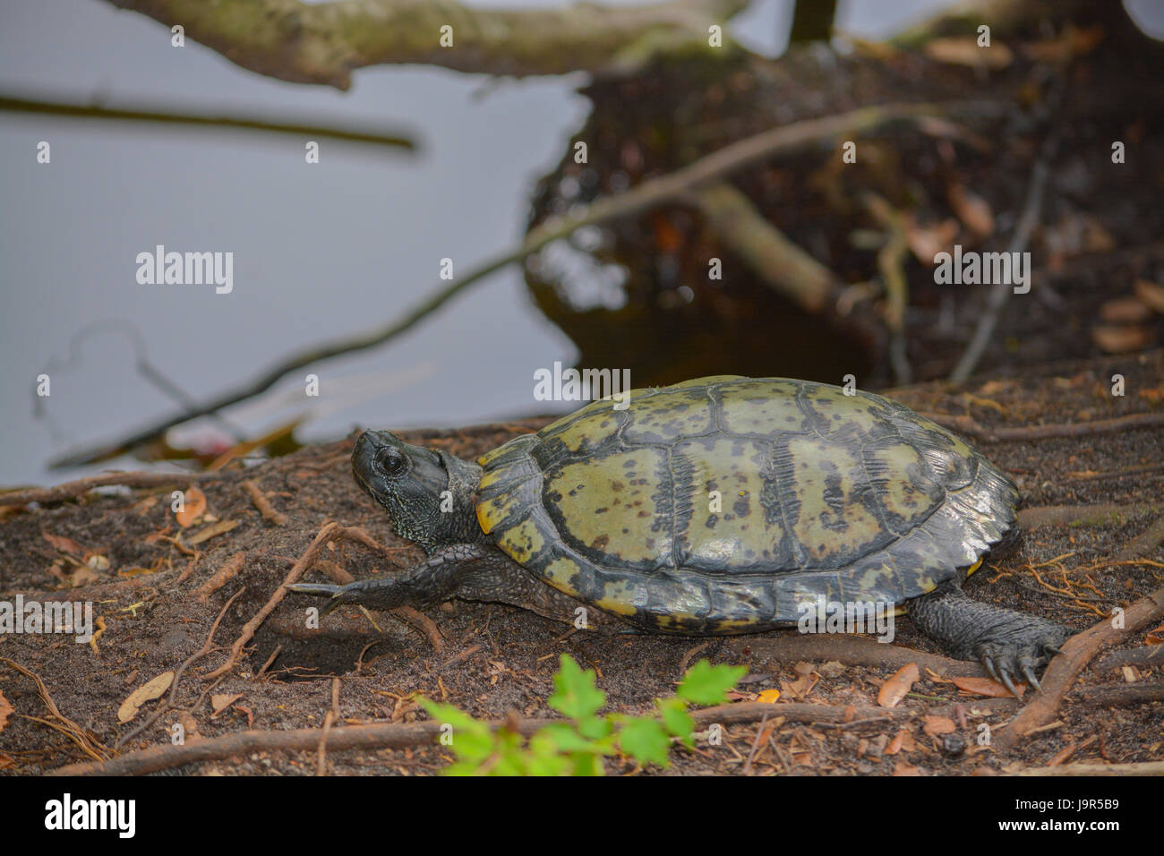 Un ventre giallo cursore (Trachemys scripta scripta) tartaruga sul bordo di uno stagno a theMcGough Natura Park in Largo, Florida Foto Stock