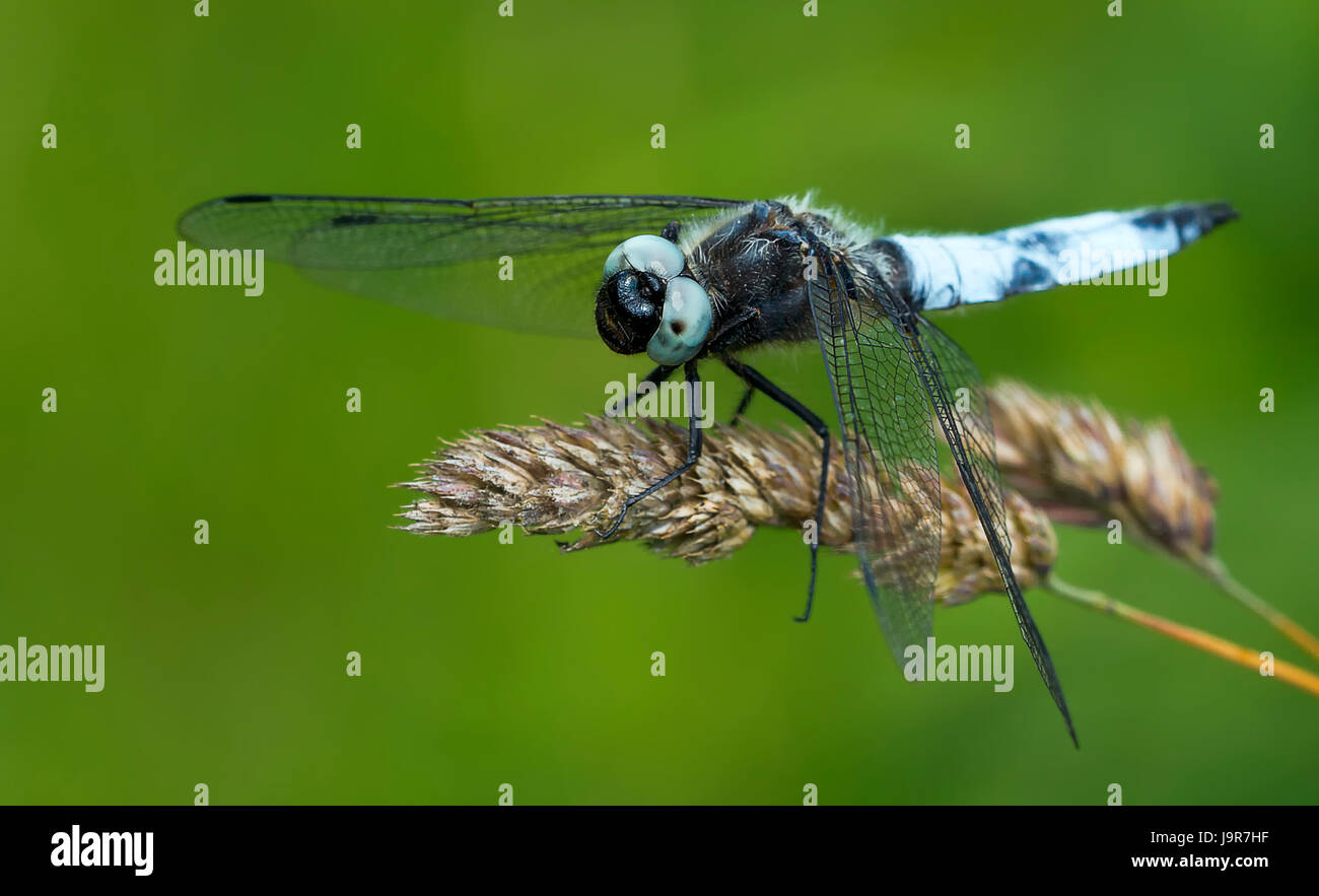 Libellula, dragonfly, momento, grosslibelle, segellibelle, libellulidae, Foto Stock