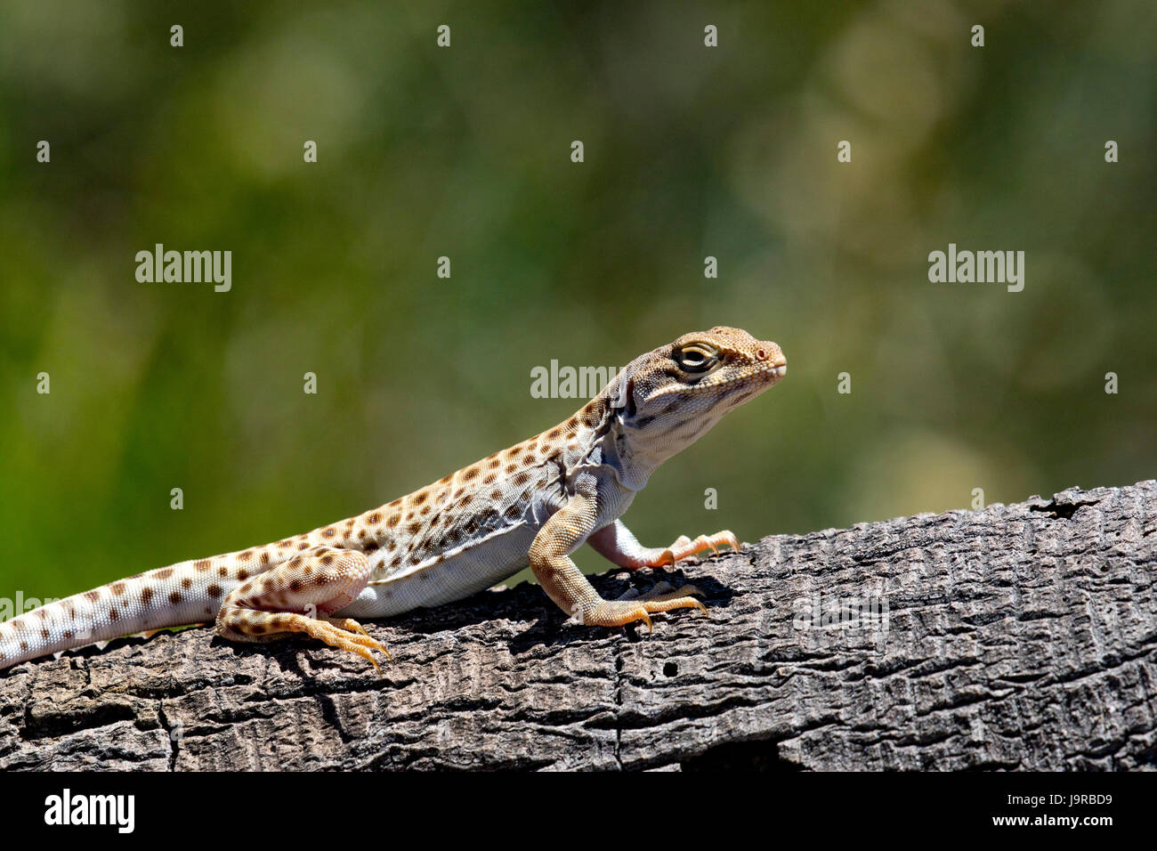 Long-Nosed Leopard Lizard, Gambelia wislizenii, nel deserto di Mojave, California Foto Stock