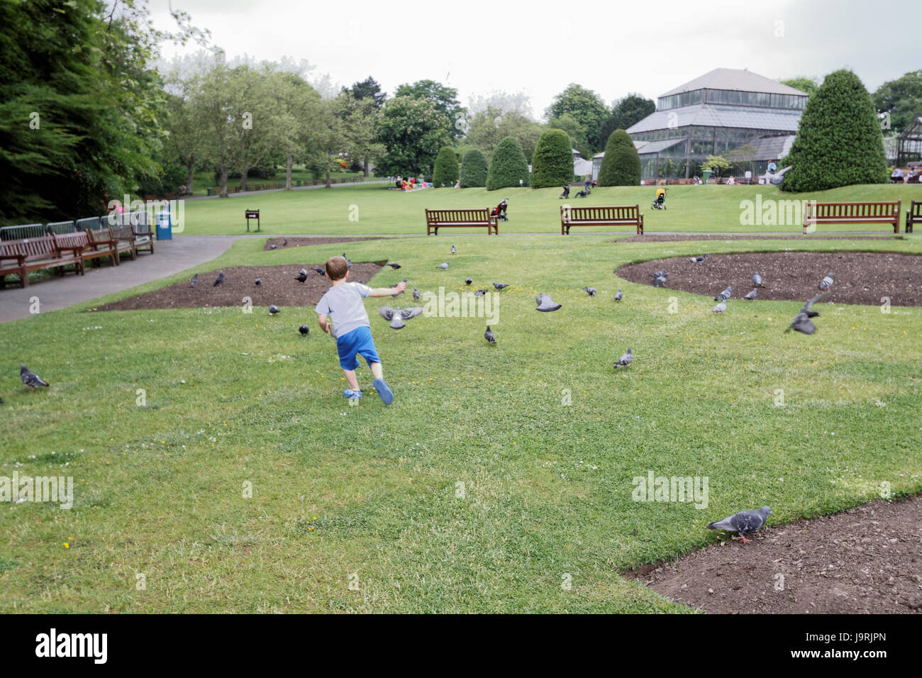 Little Boy giocando in Botanic Gardens park a caccia di piccioni Foto Stock