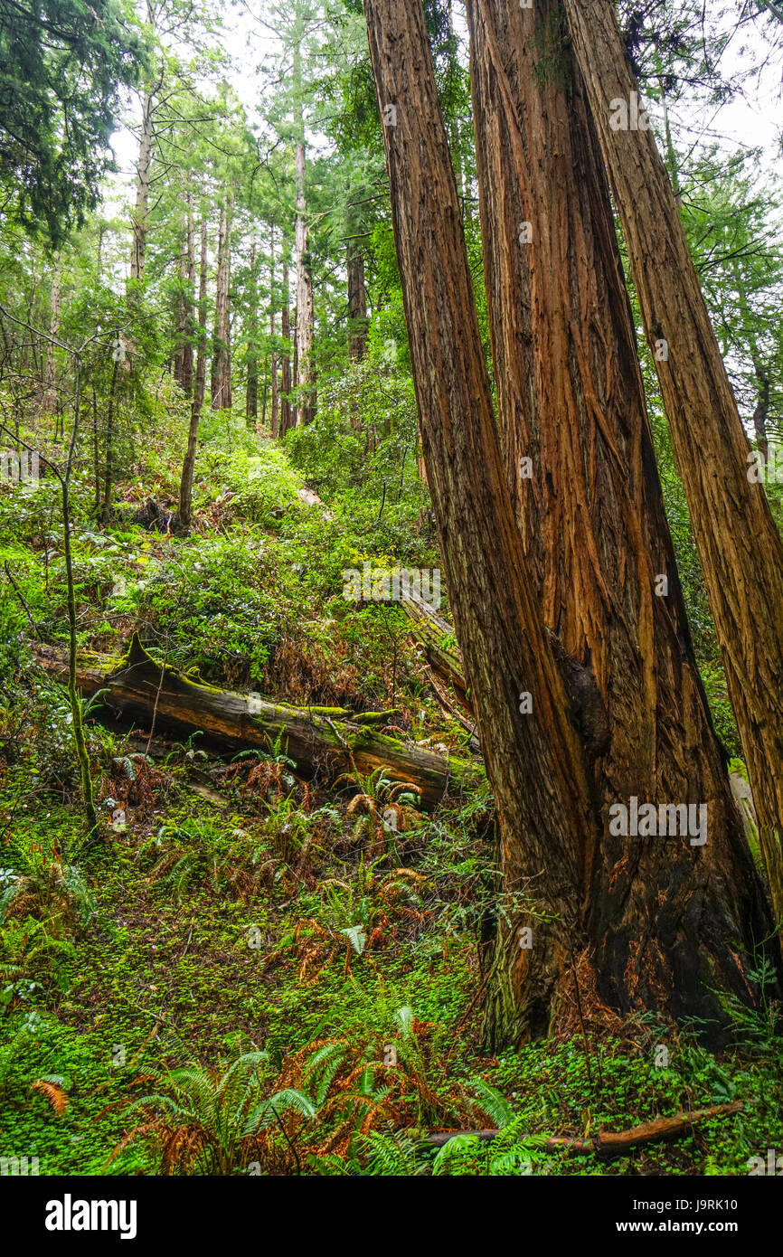 Il gigante gli alberi della foresta di Redwood Foto Stock