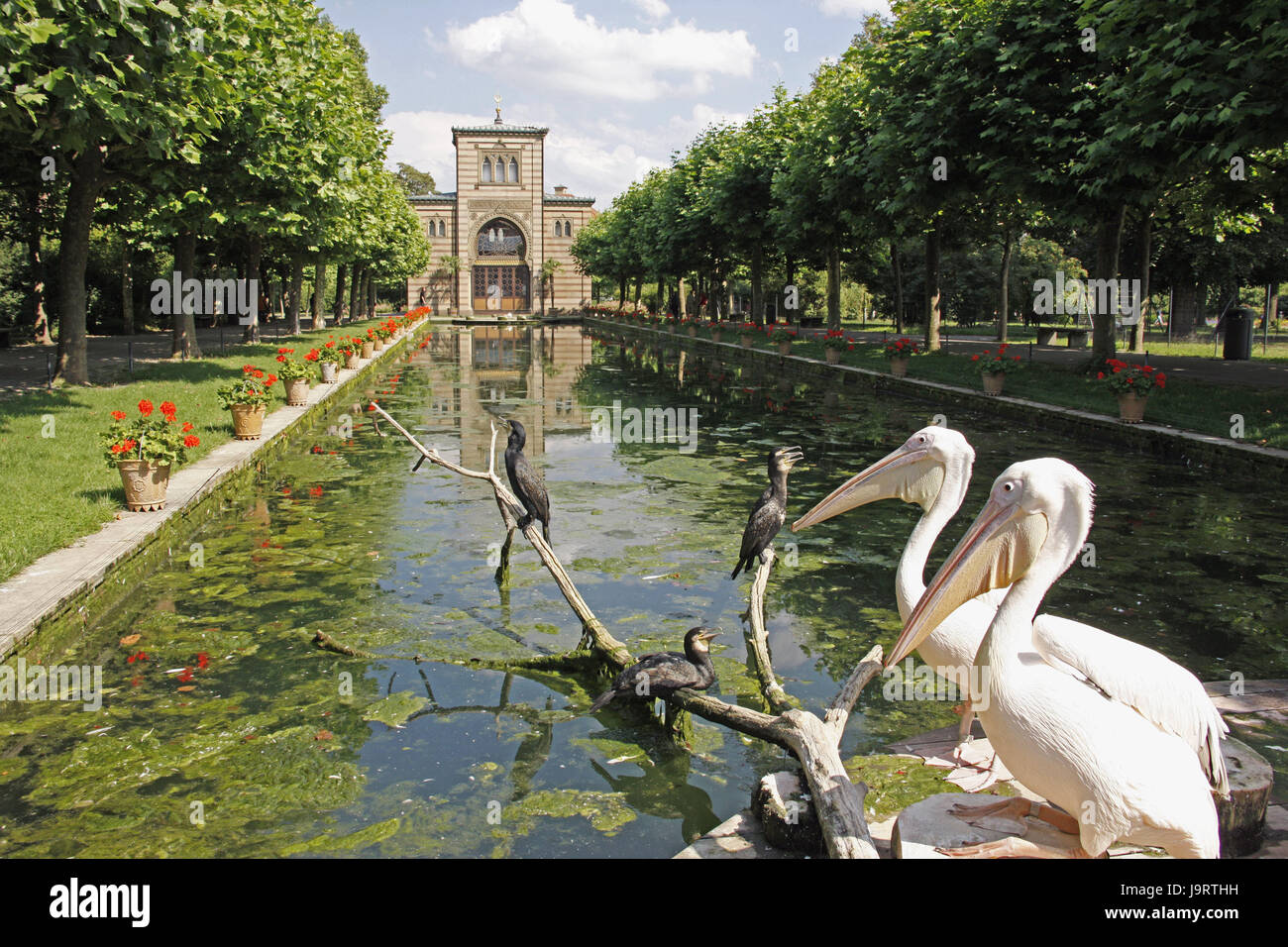 La germania,Baden-Wurttemberg,Stuttgart,Wilhelma,Damaszenerhalle,Rosa's  pellicani,cormorani,parco,costruzione,struttura,storicamente,animali,uccelli,ramo,sit,Pelecaniformes,alberi,serie  ad albero,reflexion,acqua cembalo,sunshine Foto stock - Alamy