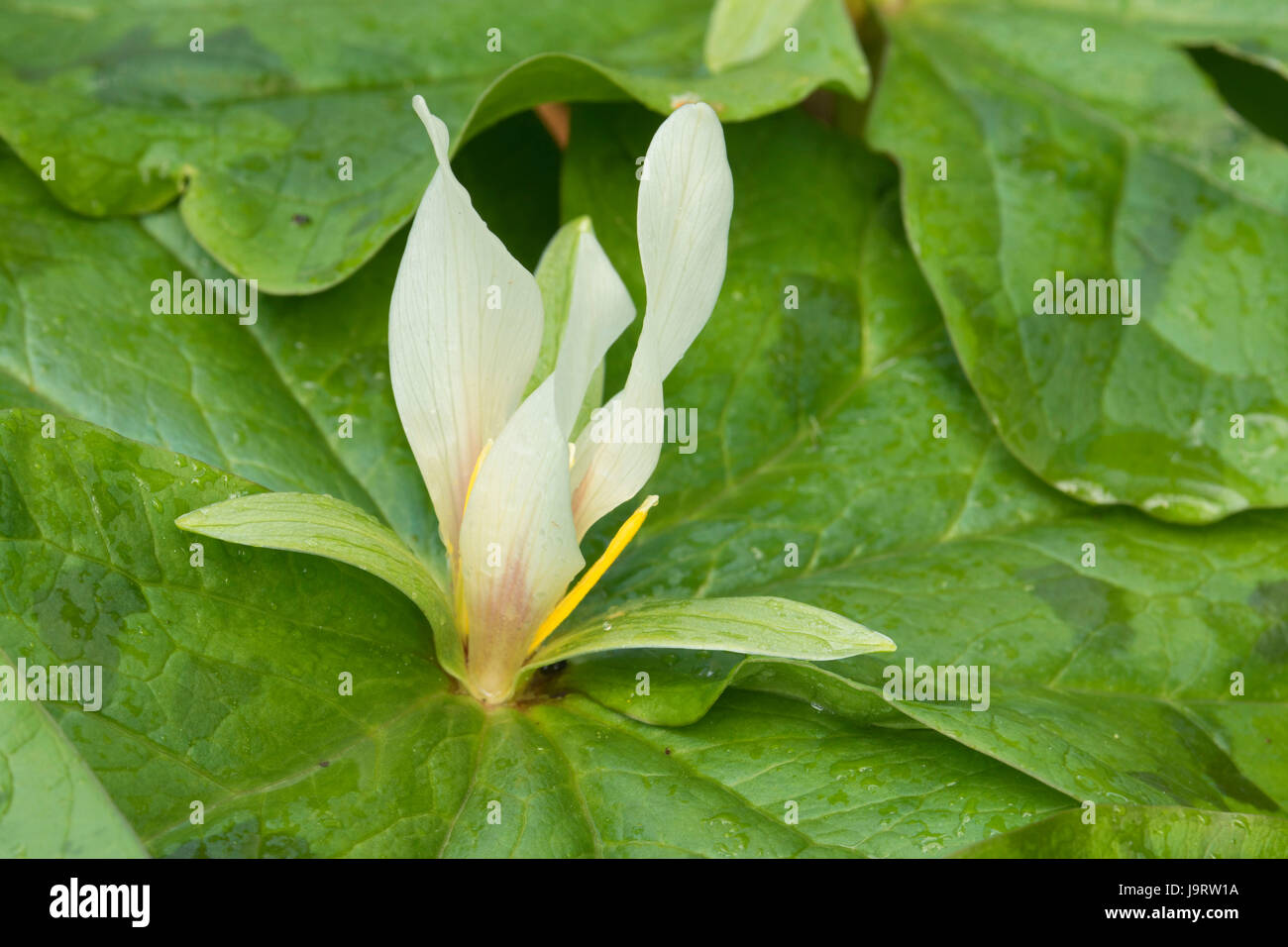 Giant trillium (Trillium albidum), Roaring River County Park, Linn County, Oregon Foto Stock