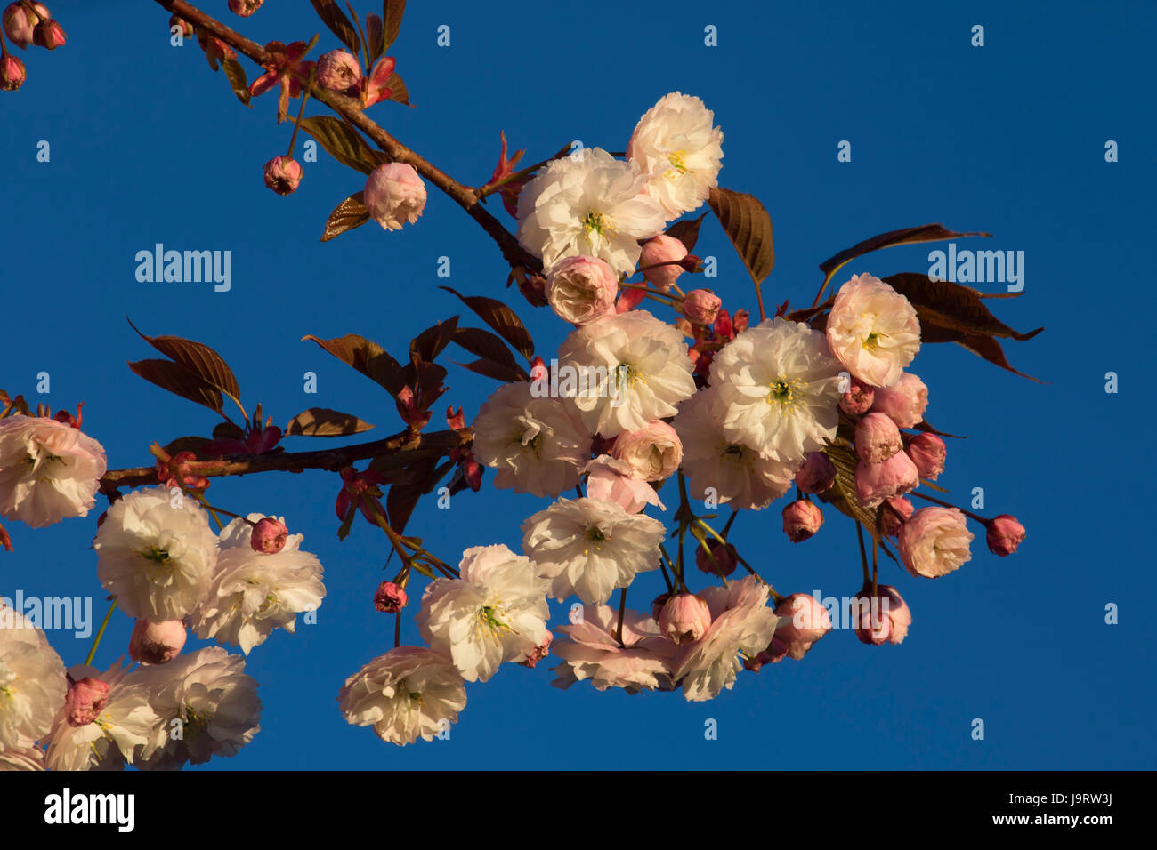 Frutto decorativo tree blumi, Corvallis, Oregon Foto Stock