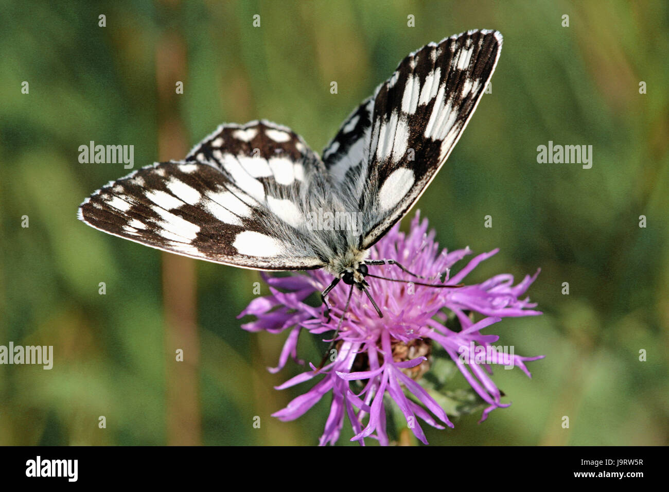 Scacchi farfalle springboard,blossom,sit,medium close-up,scacchi springboard butterfly,animale,insetti,butterfly,Satyridae,butterfly,butterfly,nobile butterfly,pattern,nero-e-bianco,trifoglio,blossom blossom,quelli rosa, Foto Stock