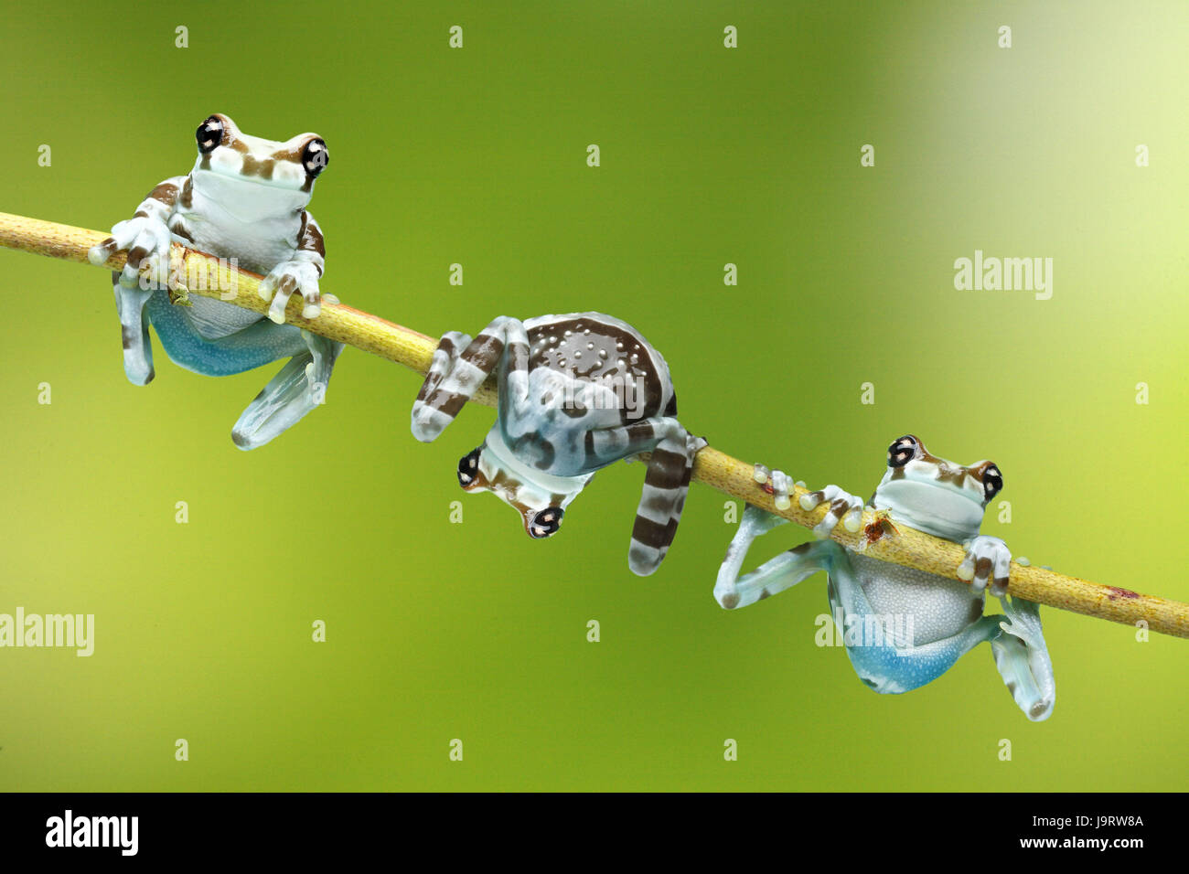 Toad fogliame rane,Phrynohyas resinifictrix,ramo,salita, Foto Stock