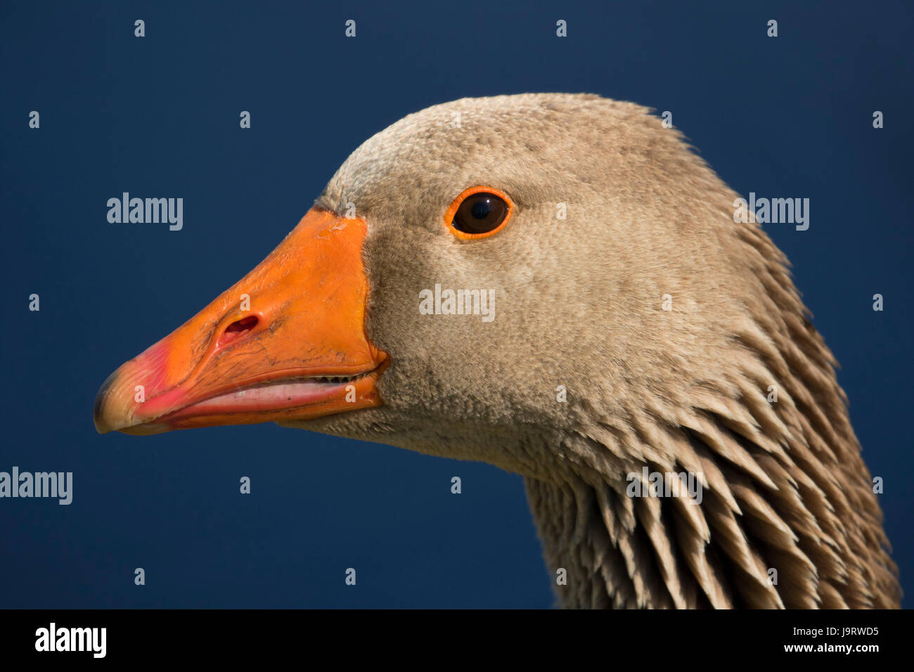 Anatra domestica, Junction City Pond, Oregon Foto Stock