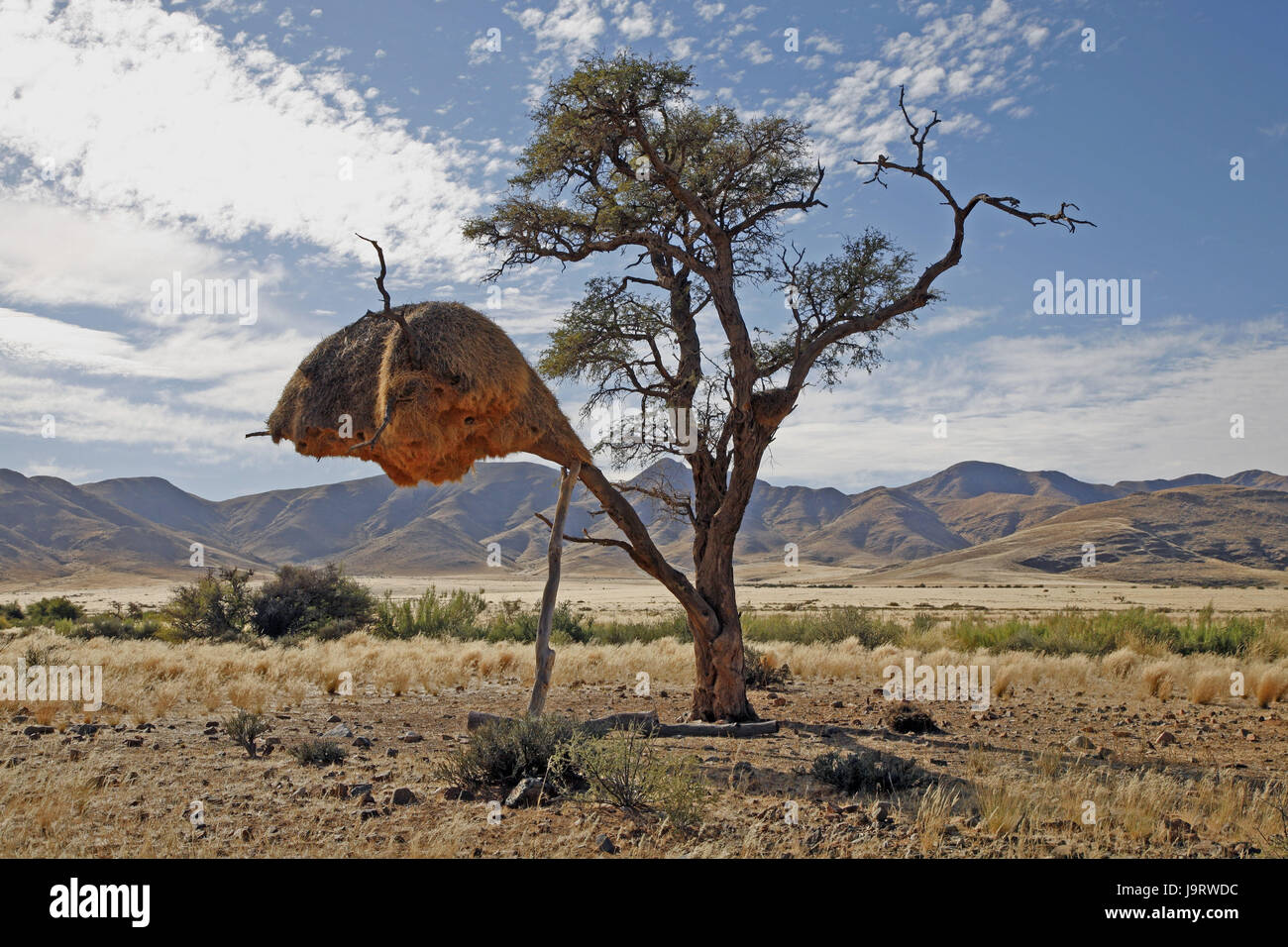 Africa del sud-ovest, sud Africa,Capo Nord,nidi comunali, due,acacia,Siedelweber,Philetairus socius,metà deserto,secca savana di acacia, Foto Stock