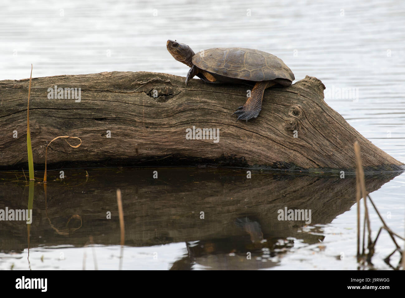 Western pond turtle di Turtle appartamenti, William Finley National Wildlife Refuge, Oregon Foto Stock