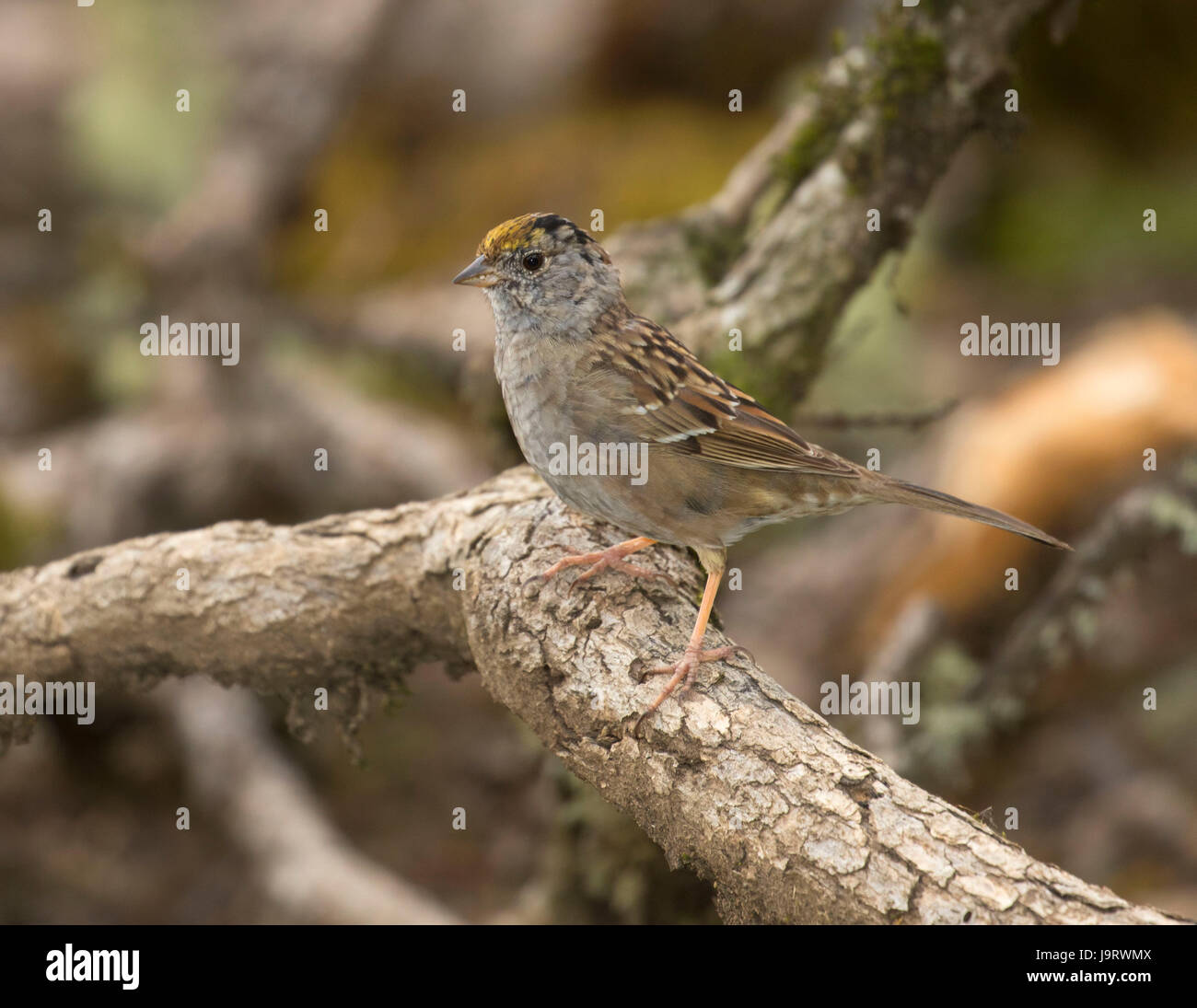 Sparrow, William Finley National Wildlife Refuge, Oregon Foto Stock