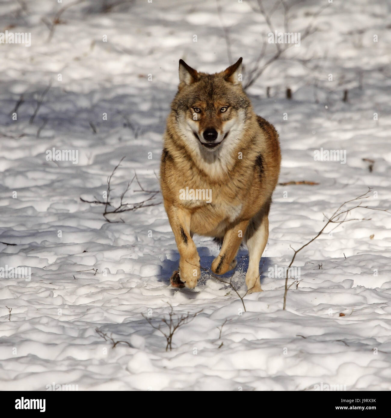 Wolfs,Canis lupus,eseguire,snow,l'inverno,contatto visivo,vista frontale,tutto il corpo,l'ambiente,nevoso, Foto Stock