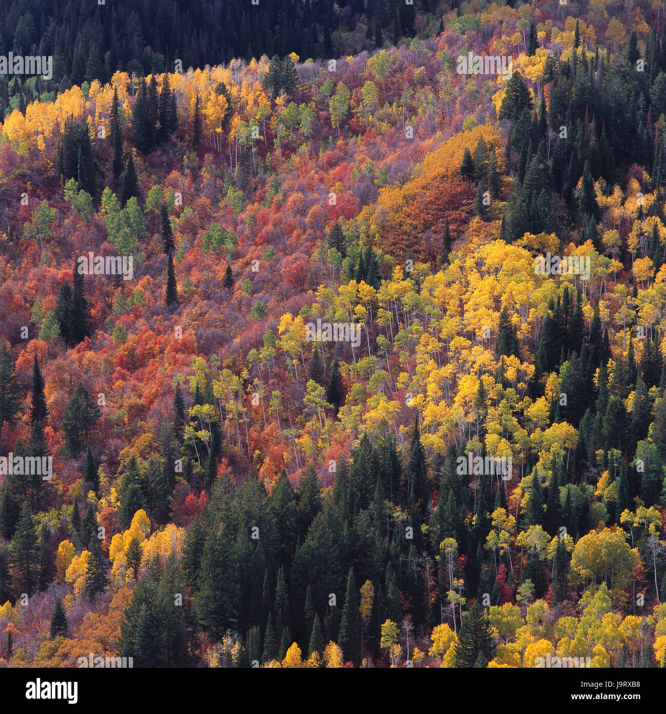 Gli STATI UNITI D'AMERICA,Utah,Uinta montagne,Timpanogos regione,legno,alberi,l'autunno la colorazione,natura,vegetazione,colori,modifica,modifica,nessuno,deserta,alberi,scenario,fogliame,fogliame di autunno,latifoglie,Legno di autunno,uno spettacolo della natura,foresta mista,abeti,aspens,colore tuning,autunno,stagioni,brillantemente,colorfully,vicino,pacificamente,vividamente,radiant,pittorescamente atmosferica,,icona,piazza di respirazione,time out,il disegno di un respiro profondo,aura,l'armonia,vigore,viaggiare,Vacanza,riposo,bellezza,silenzio,modifica,magic,rosso,giallo,verde, Foto Stock