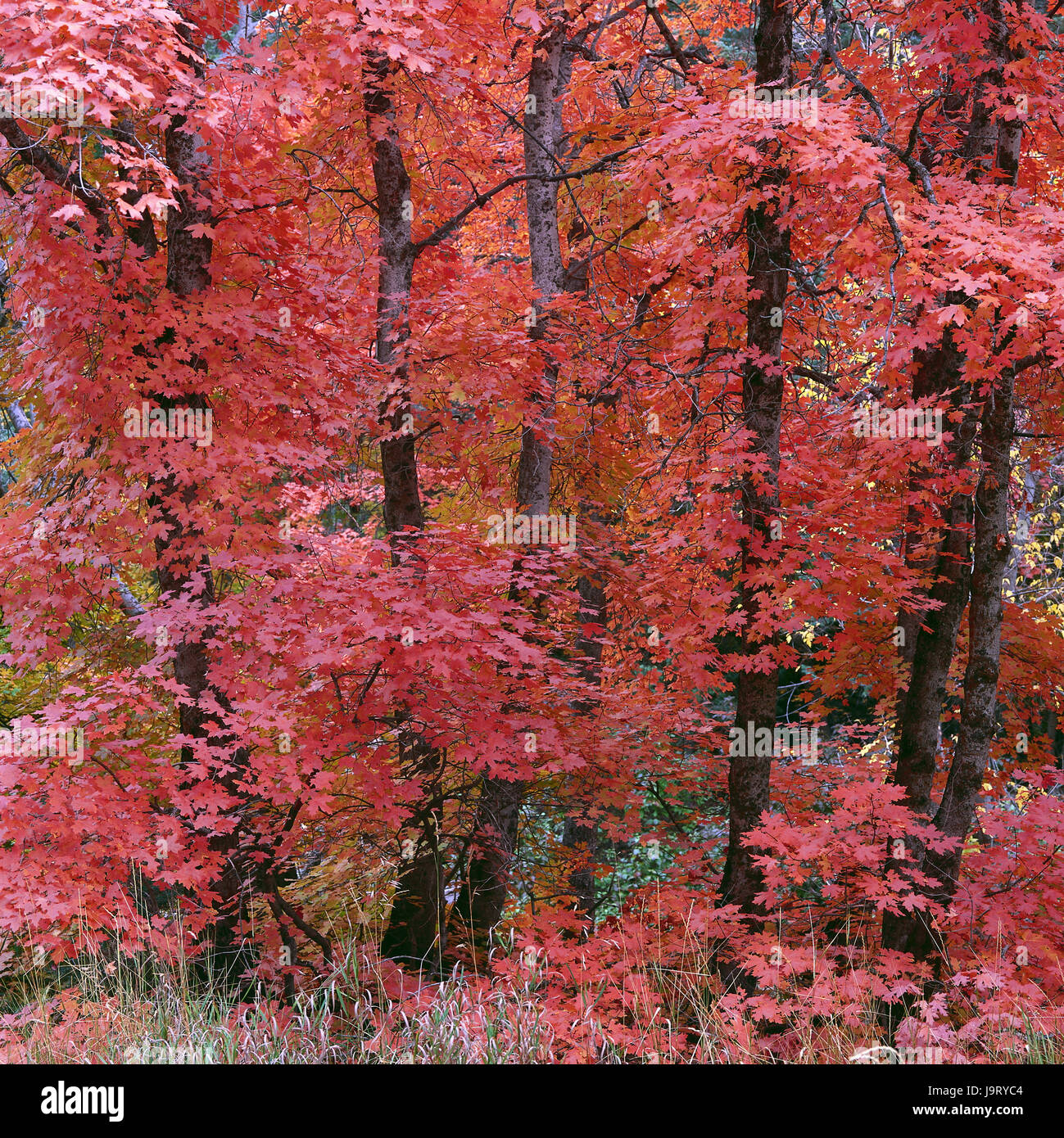 Gli STATI UNITI D'AMERICA,Utah,Uinta montagne,Timpanogos regione,legno,alberi,l'autunno la colorazione,natura,vegetazione,colori,modifica,modifica,nessuno,deserta,scenario,fogliame,fogliame di autunno,latifoglie,Legno di autunno,uno spettacolo della natura,maple,colore tuning,rosso,rosa,alberi di acero,autunno,stagioni,fogliame di autunno,colorfully,radiant,riposo,distensione,riposo,l'energia,fascino,icona,piazza di respirazione,time out,tuning,l'armonia,meditazione,riposo,abbondanza,magic,Zen, Foto Stock
