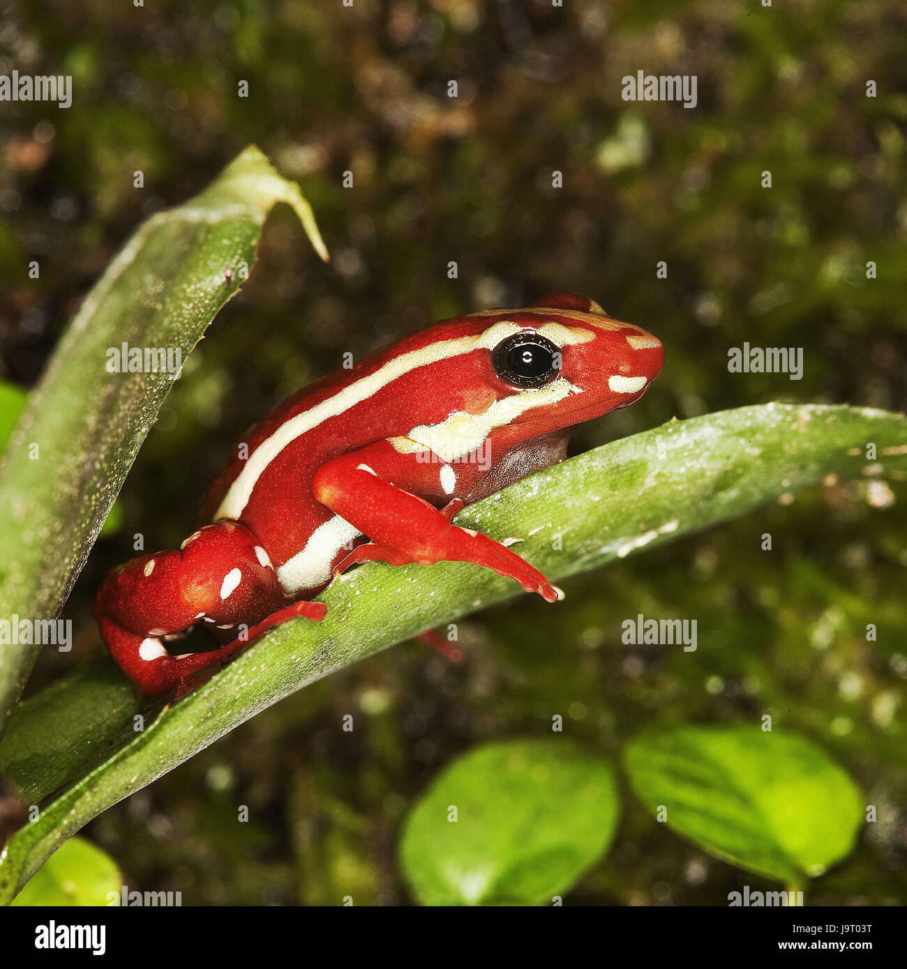 Rana,audace struttura di maturità pit foreman,Epipedobates tricolore, Foto Stock