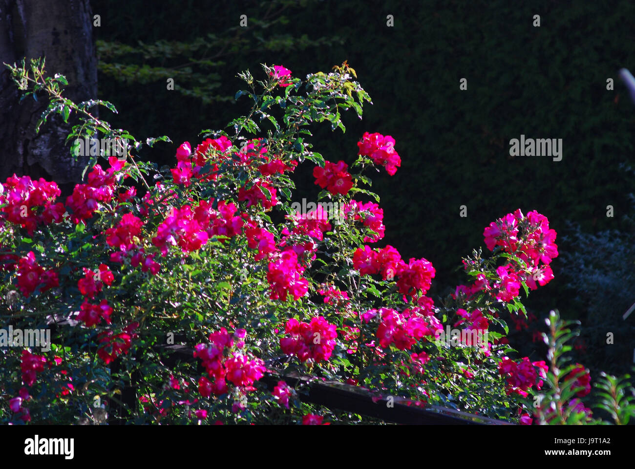 Rose rampicanti,rosso, Foto Stock