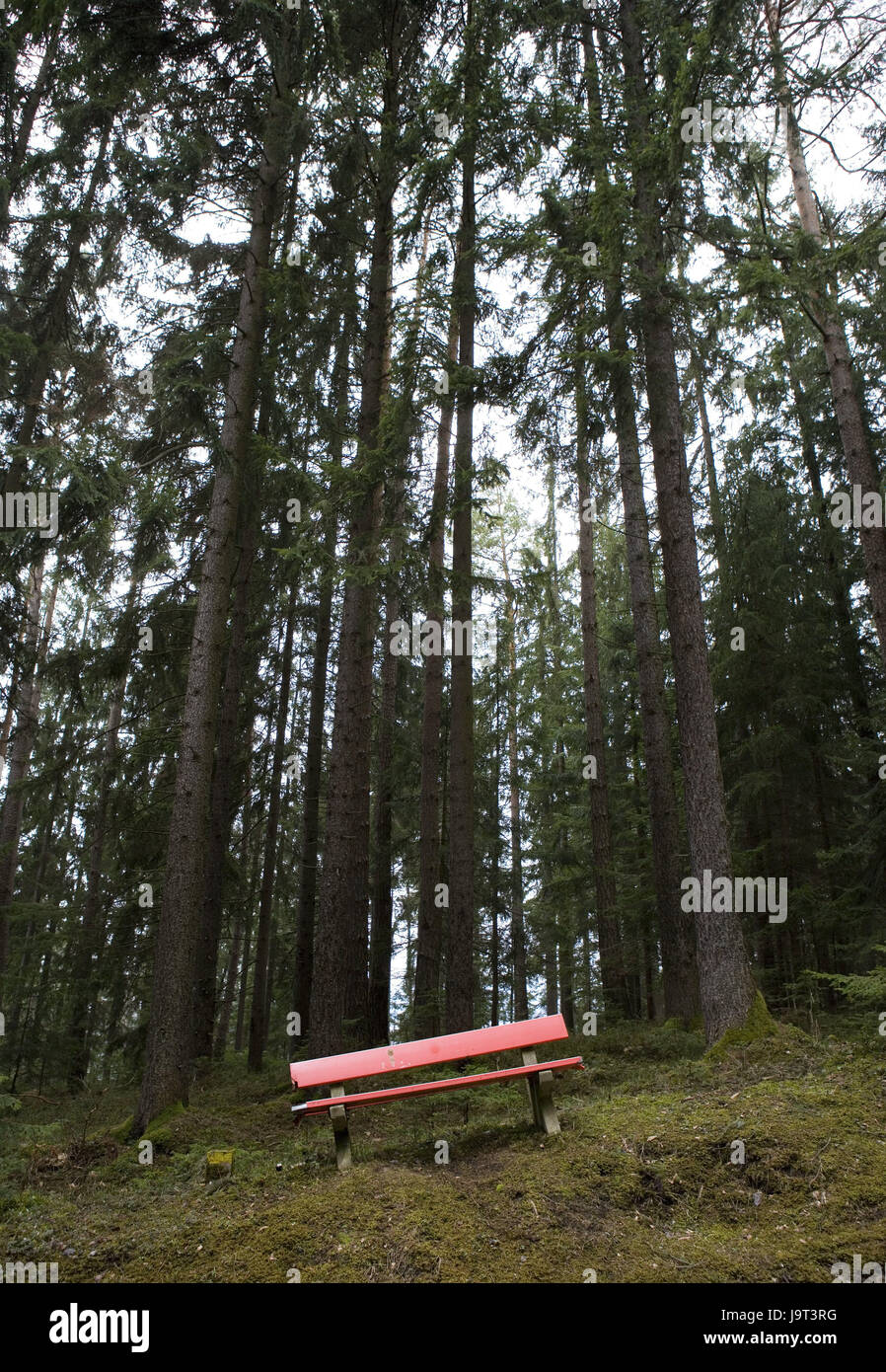 Legno,banca,rosso,Austria,Carinzia,la foresta di conifere,bordo della foresta, alberi sella,parco-panchina,panchina da giardino,sedile opportunità,aslant,pendenza pendenza,,riposo,pausa,passeggiata nella foresta,nessuno,deserta,silenzio,la solitudine,natura,all'esterno, Foto Stock