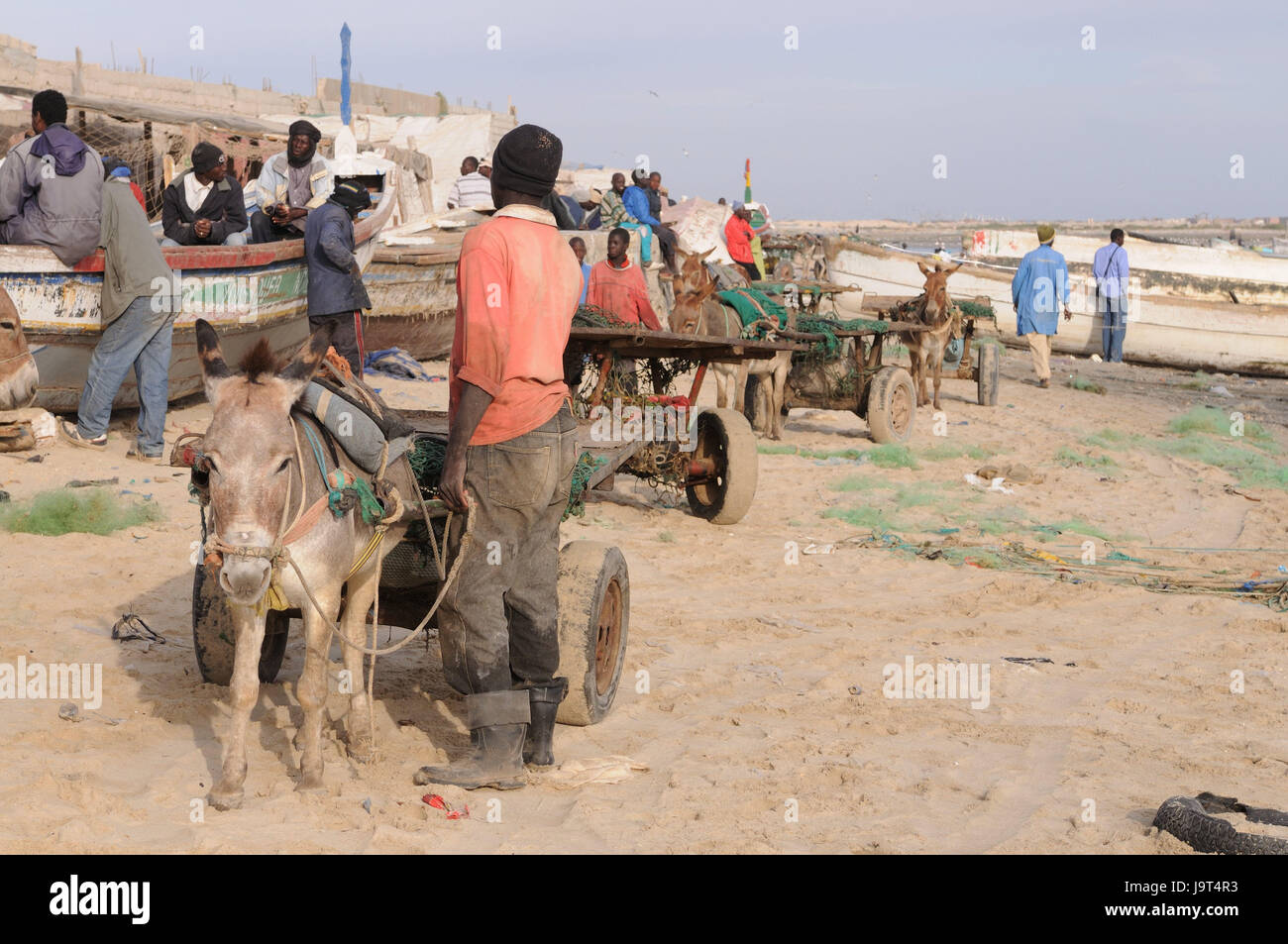 La Mauritania,Nouadhibou,porto,pescatore,donkey carts,nessun modello di rilascio,l'Africa,West Africa,città,città,persona,locali,non bianchi,trasporto,carrelli,asini,animali,beneficiare gli animali,all'esterno,imbarcazioni,angling,porto di pescatori,mercato del pesce, Foto Stock