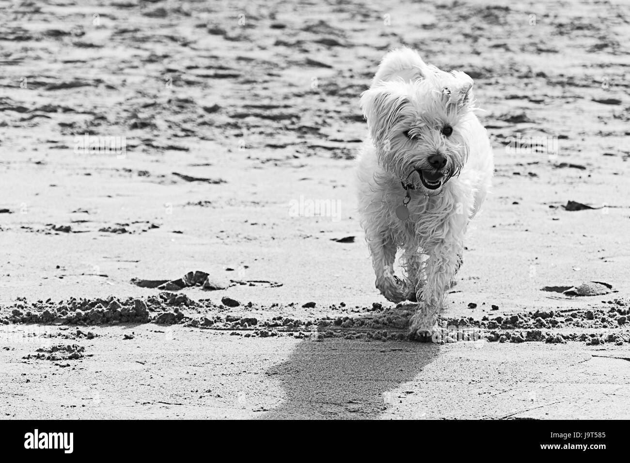 Cani sulla spiaggia a New Brighton Wirral MERSEYSIDE REGNO UNITO Foto Stock